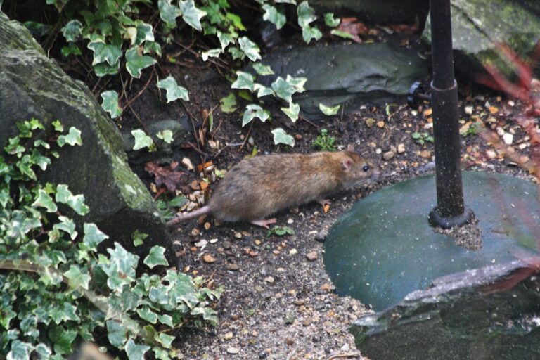 Brown rat in a garden in winter